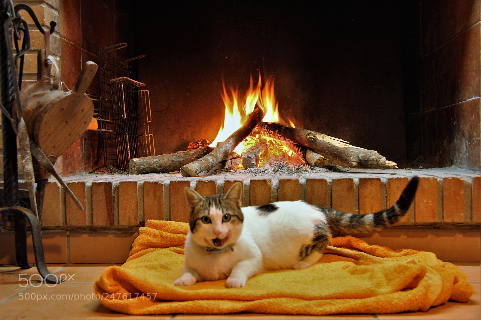 Canon EOS 60D sample photo. Gato 15 photography