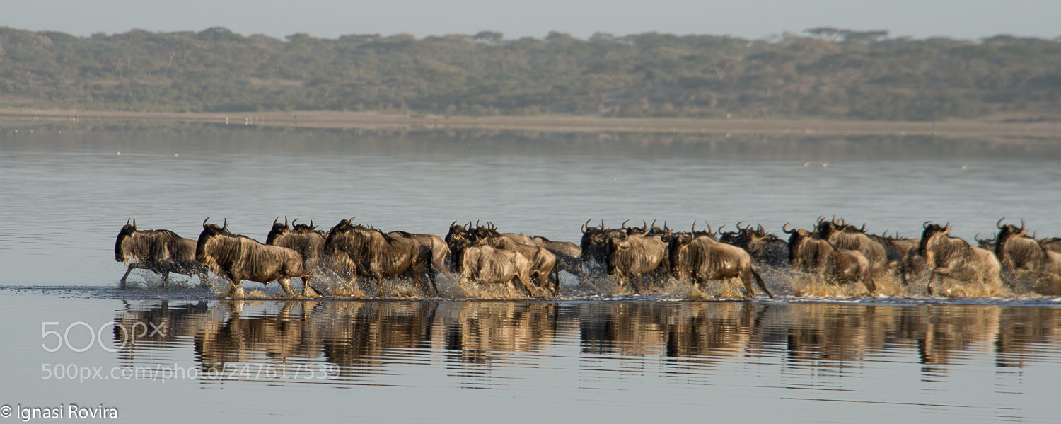 Nikon D600 sample photo. Connochaetes taurinus. rea de photography