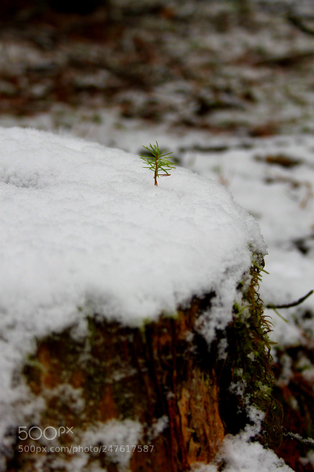 Canon EOS 500D (EOS Rebel T1i / EOS Kiss X3) sample photo. Fighting the winter. photography