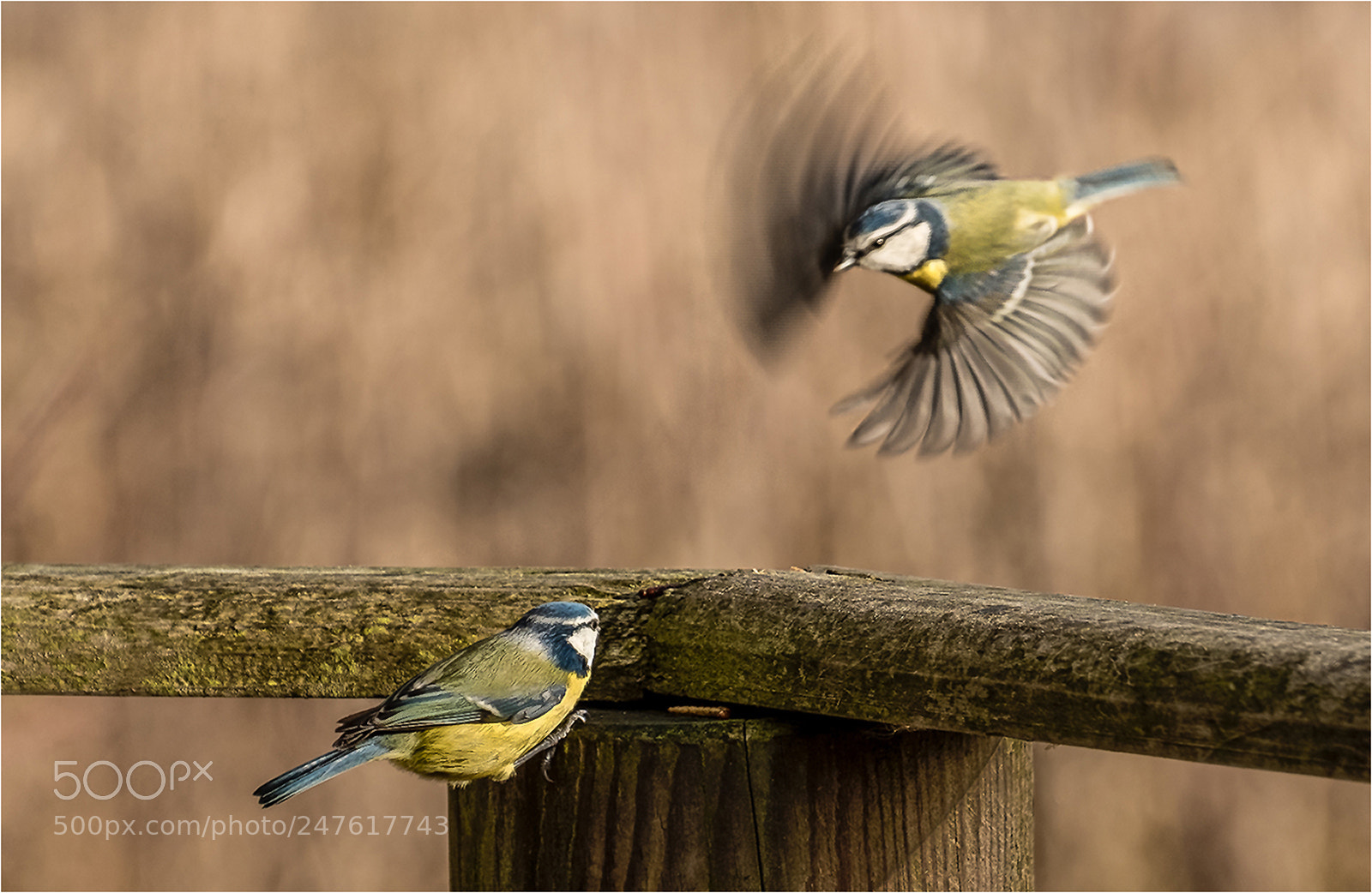 Fujifilm X-T2 sample photo. Blue tits battling for photography