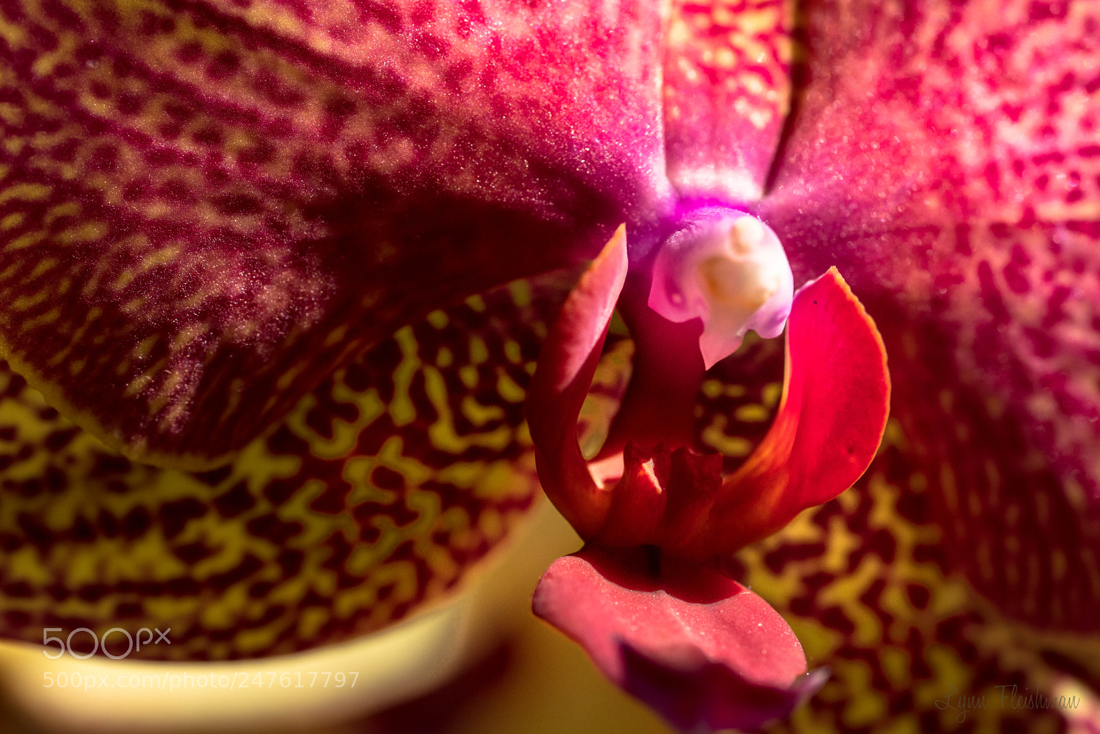 Sony a7R III sample photo. Eagle orchid photography