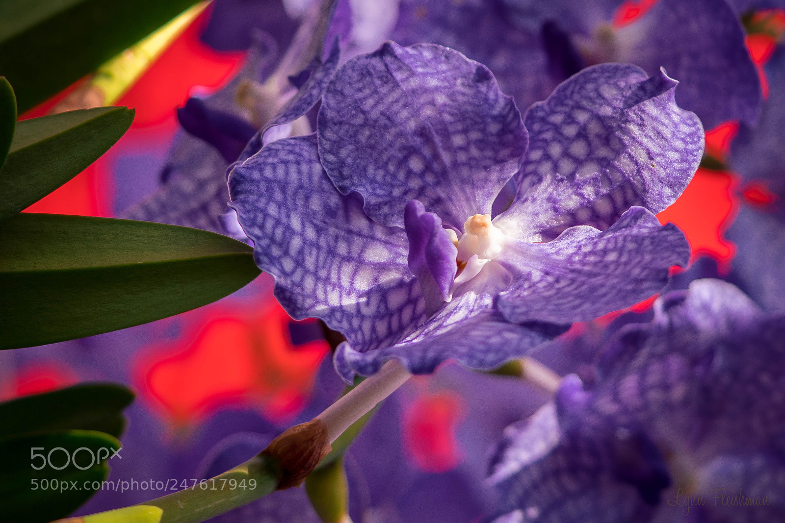 Sony a7R III sample photo. Purple orchid photography