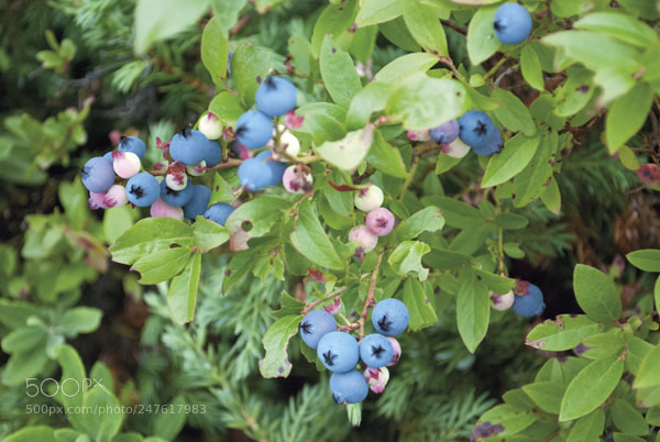 Nikon D80 sample photo. Fall blueberrries photography