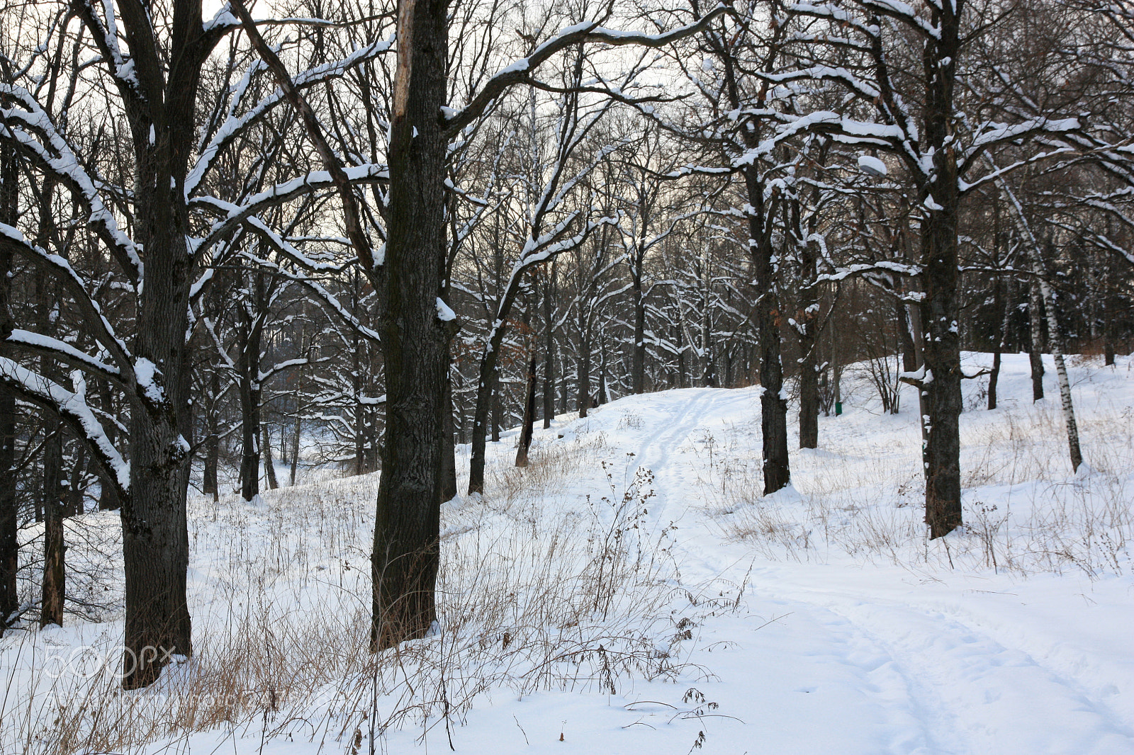 Canon EOS 450D (EOS Rebel XSi / EOS Kiss X2) sample photo. Forest in the snow photography