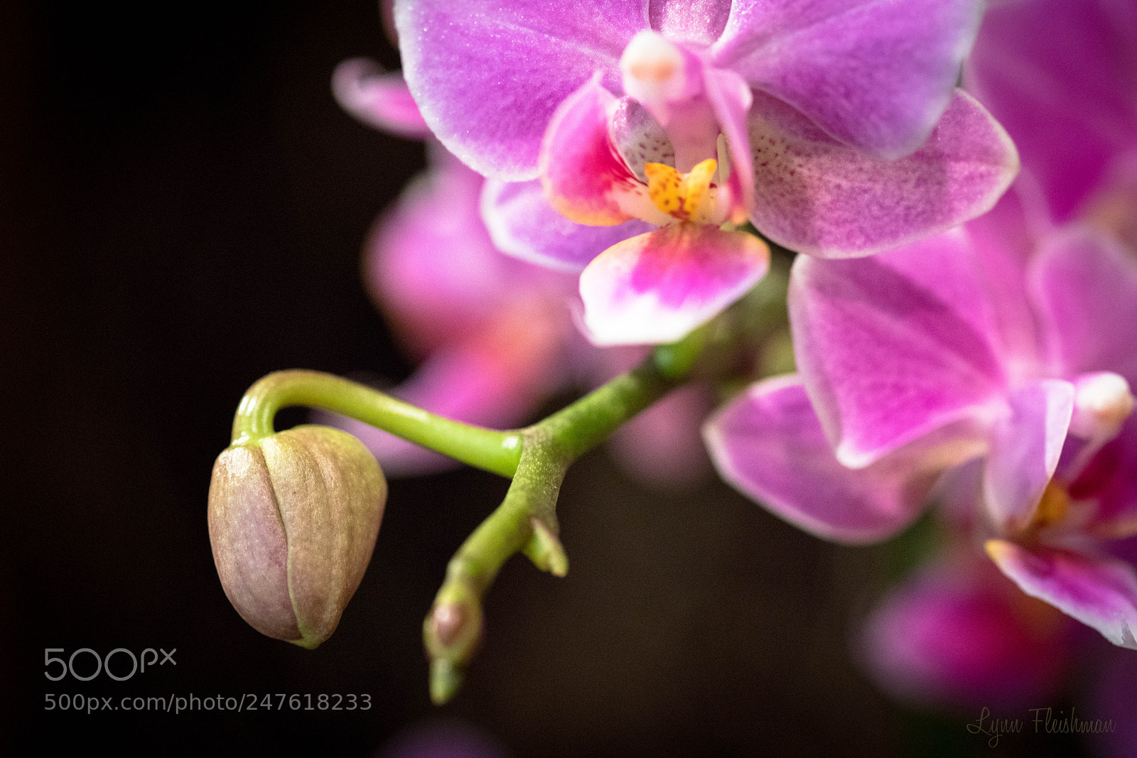 Sony a7R III sample photo. Bloom photography