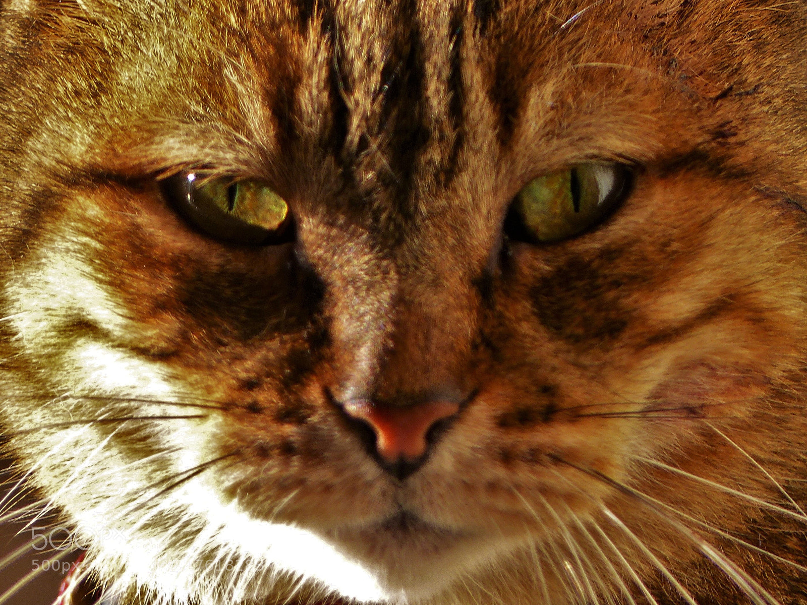 Panasonic Lumix DMC-FZ200 sample photo. Regard photography