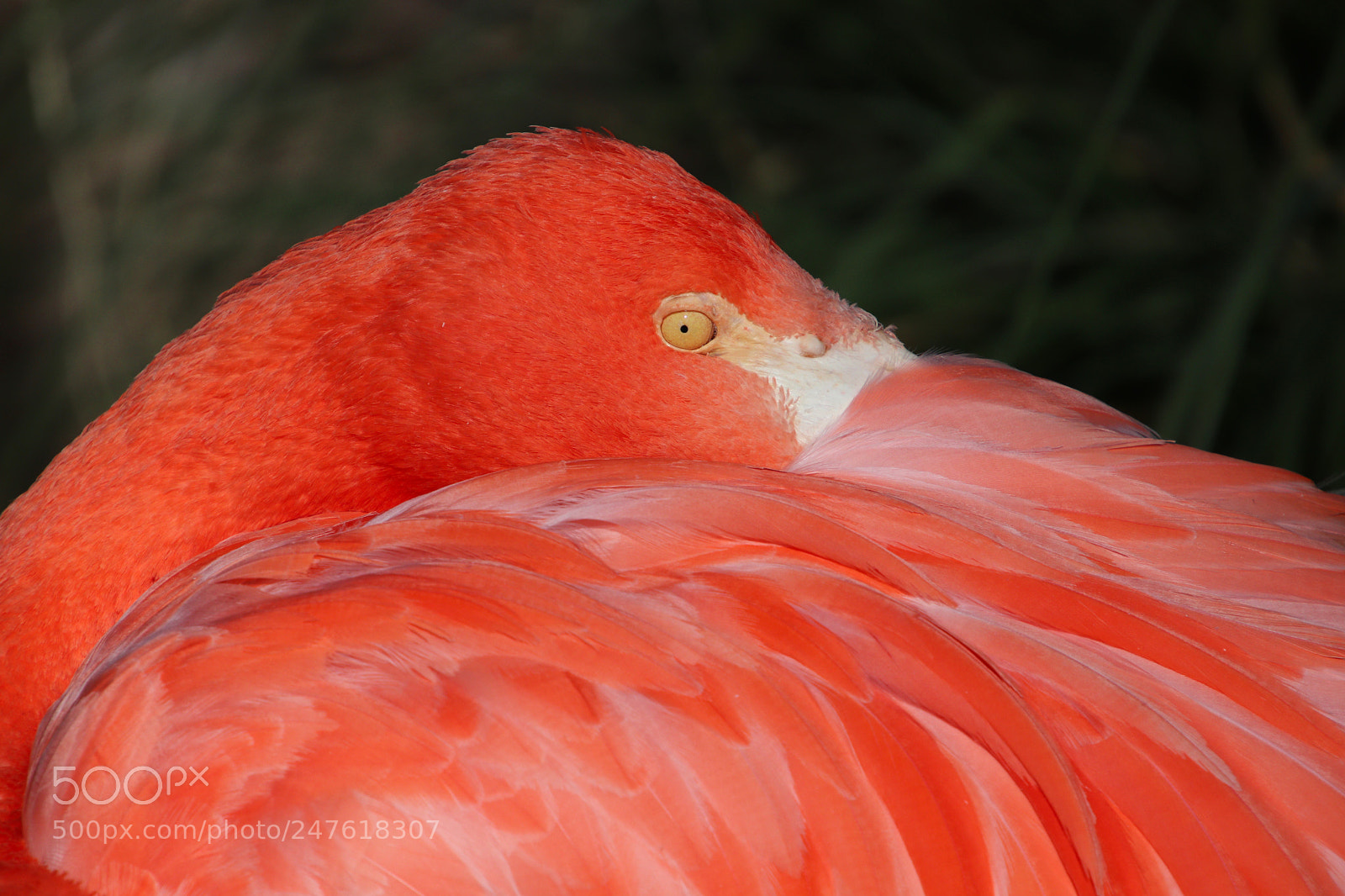 Canon EOS 77D (EOS 9000D / EOS 770D) sample photo. Shy flamingo photography