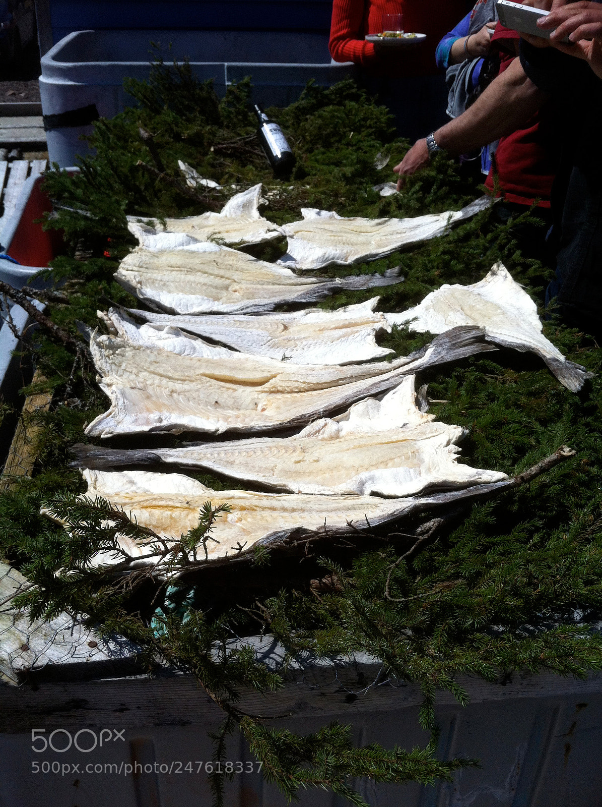 Apple iPhone 4 sample photo. Salting fish photography