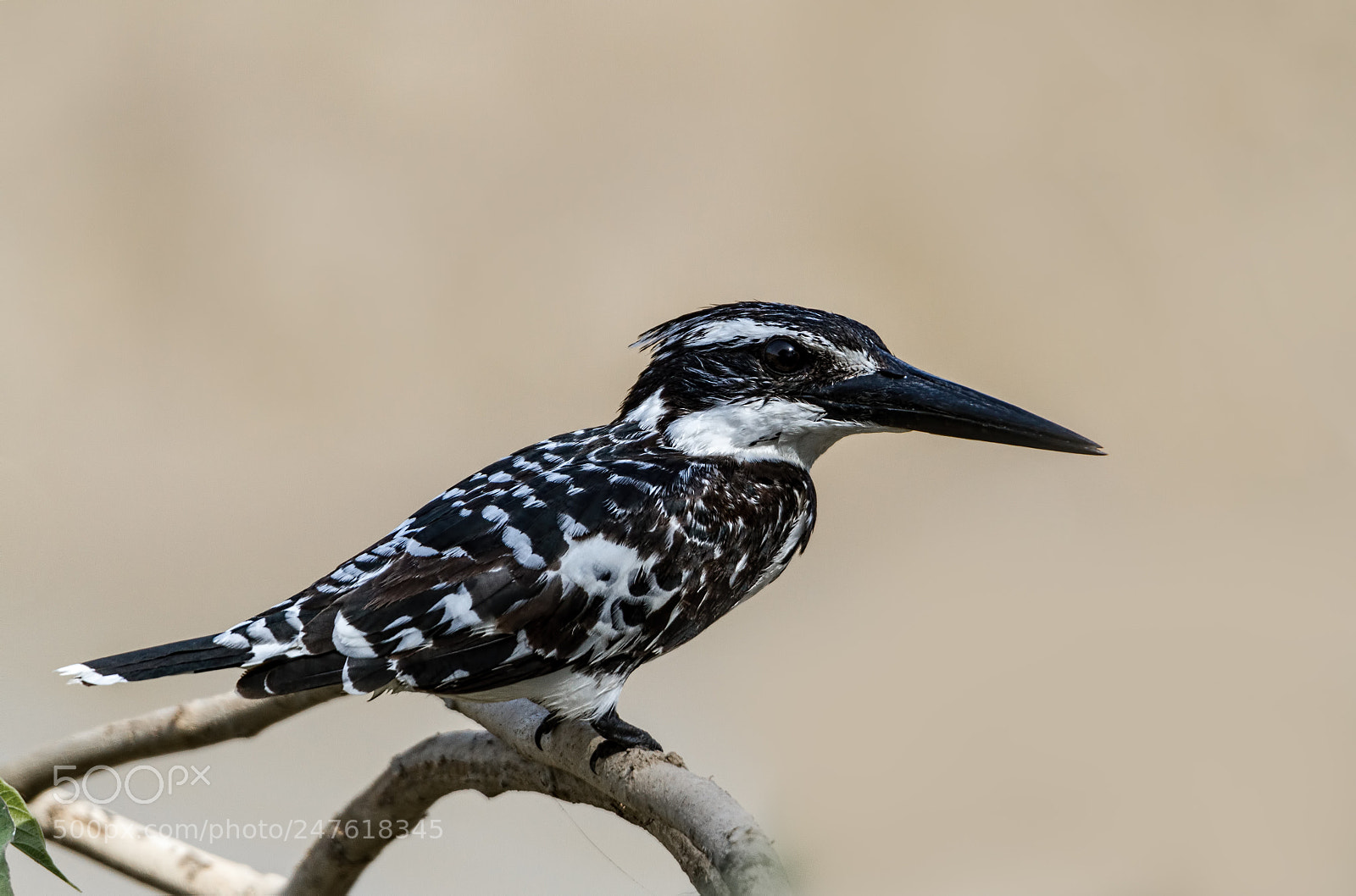 Canon EOS 7D sample photo. Pied kingfisher... photography