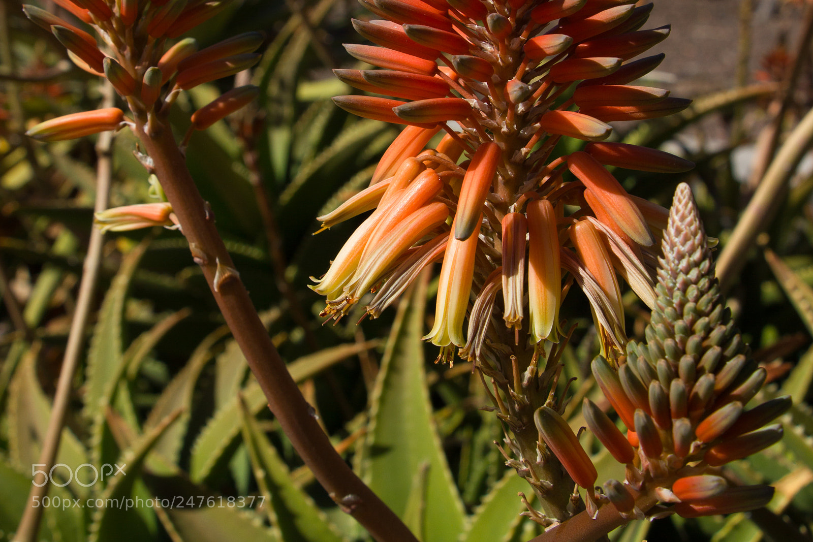 Canon EOS 550D (EOS Rebel T2i / EOS Kiss X4) sample photo. Agave photography