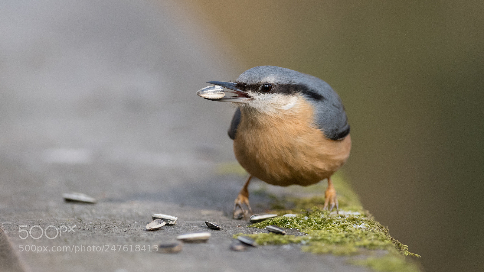 Nikon D850 sample photo. Sittelle torchepot sitta europaea photography