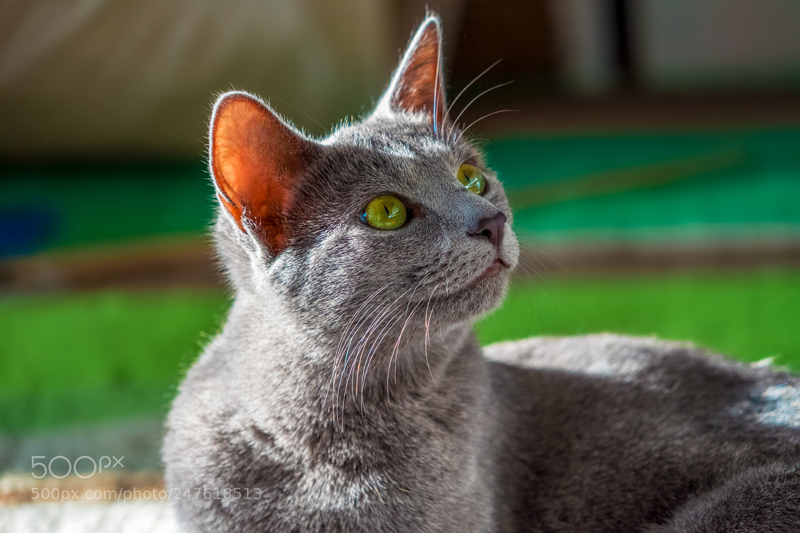 Sony a7 II sample photo. Robert emmerich - 04 photography