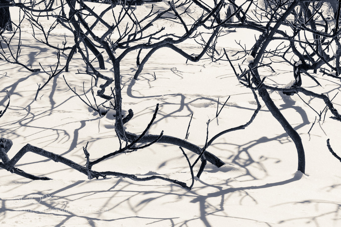 Nikon D5500 sample photo. Sumac, shadows, and snow photography