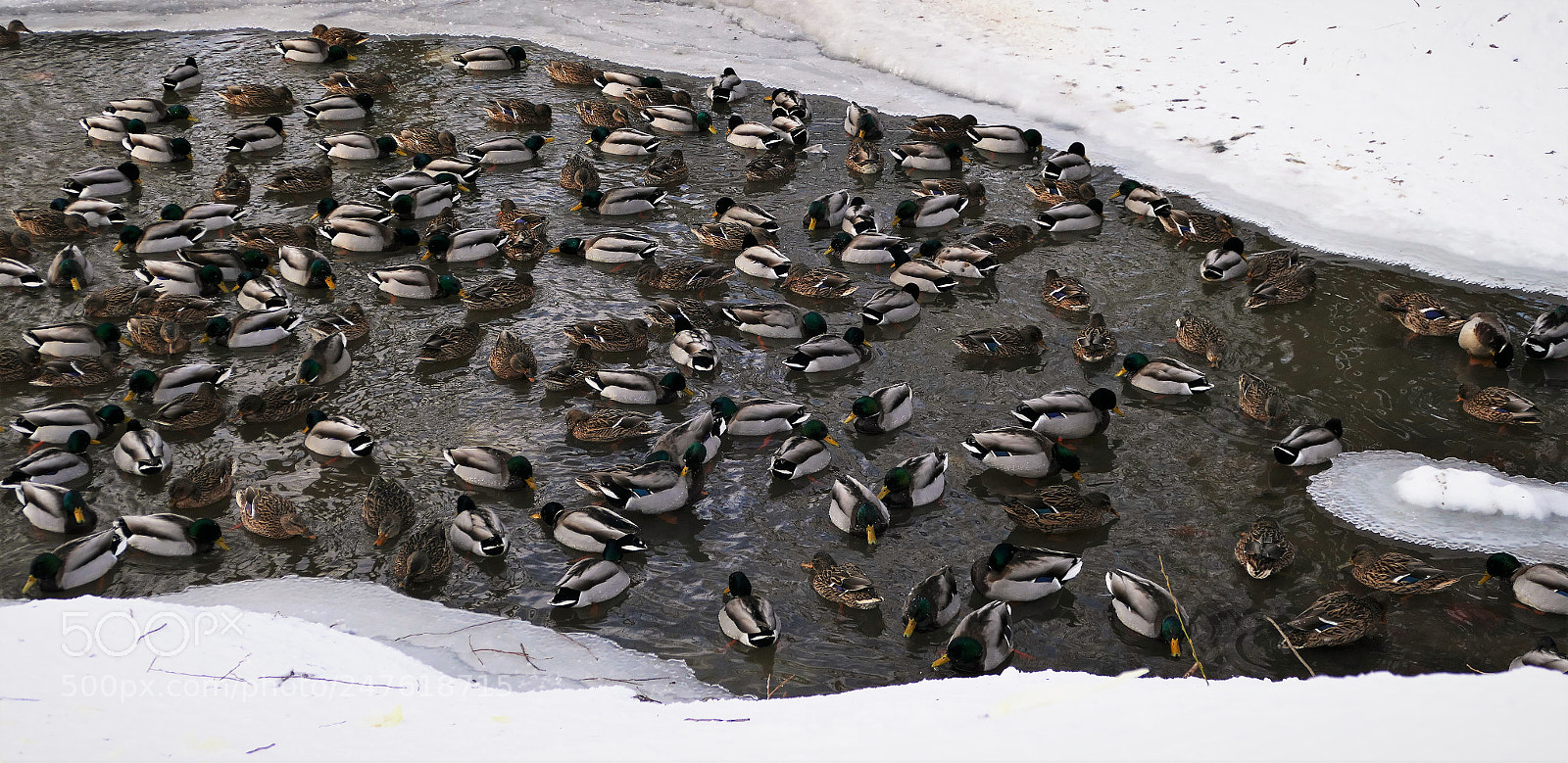Panasonic Lumix DMC-FZ1000 sample photo. Ducks in the pond photography