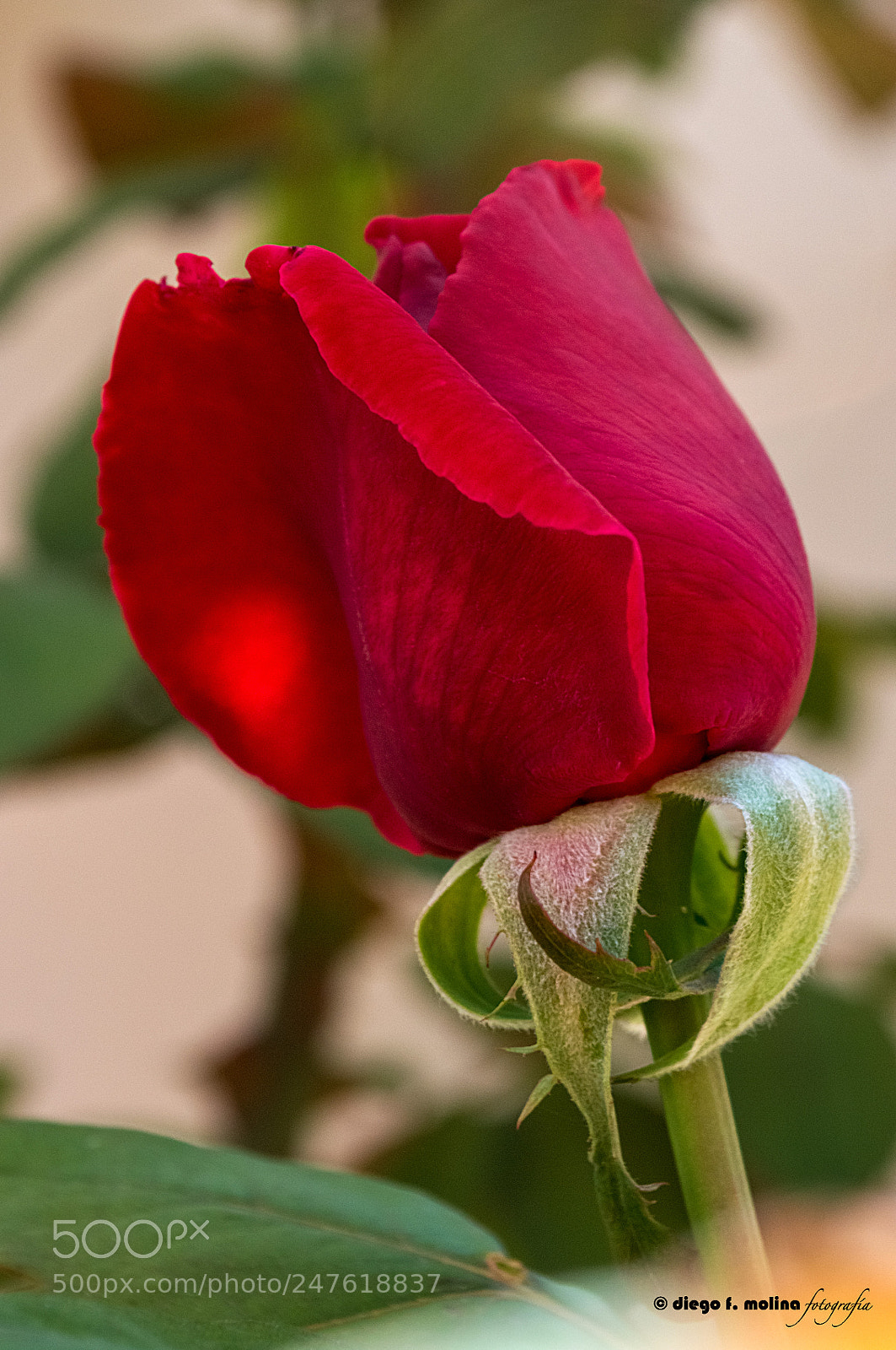 Nikon D3200 sample photo. Recién nacida photography