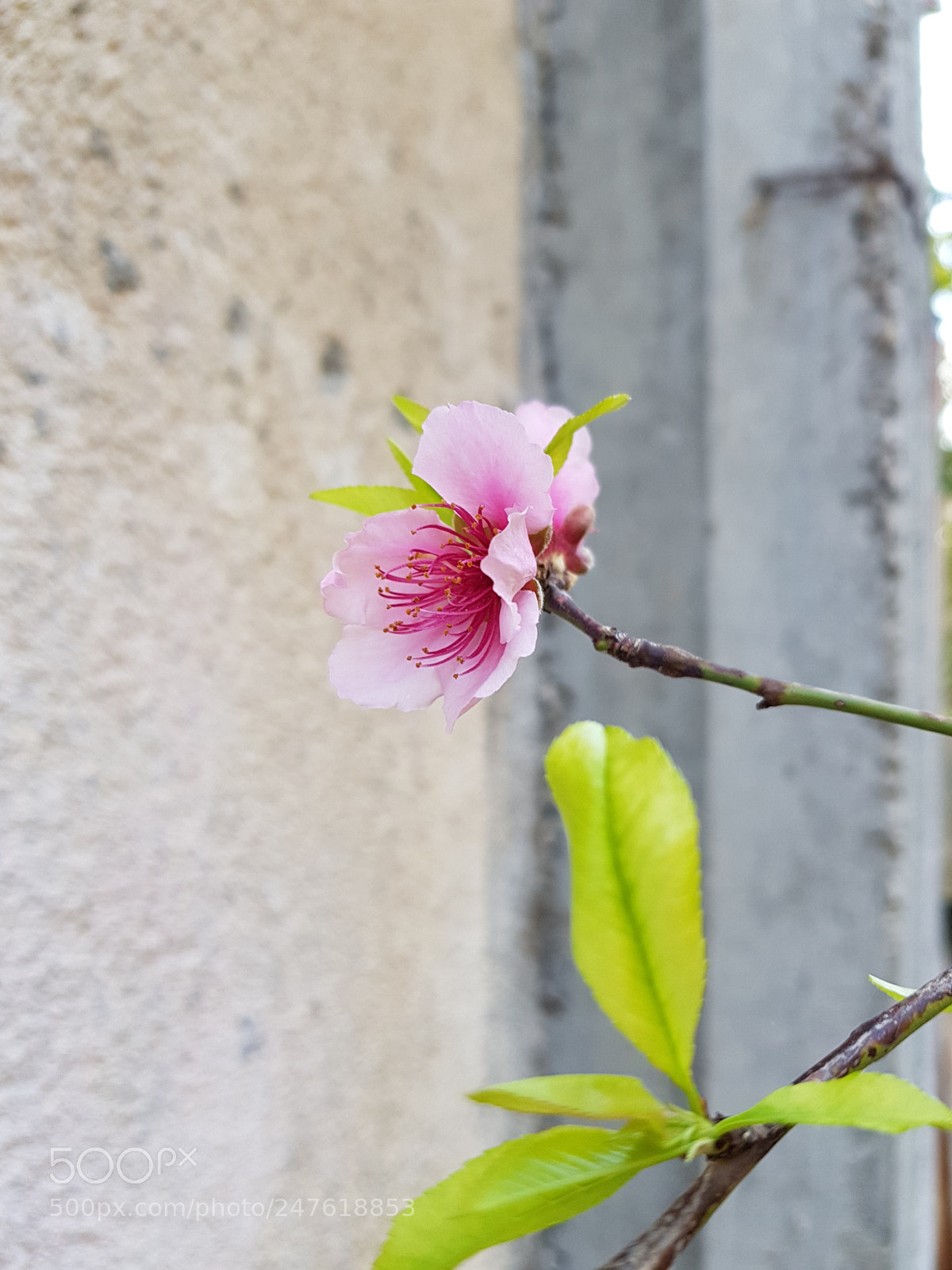 Samsung Galaxy S8 sample photo. It will become a photography