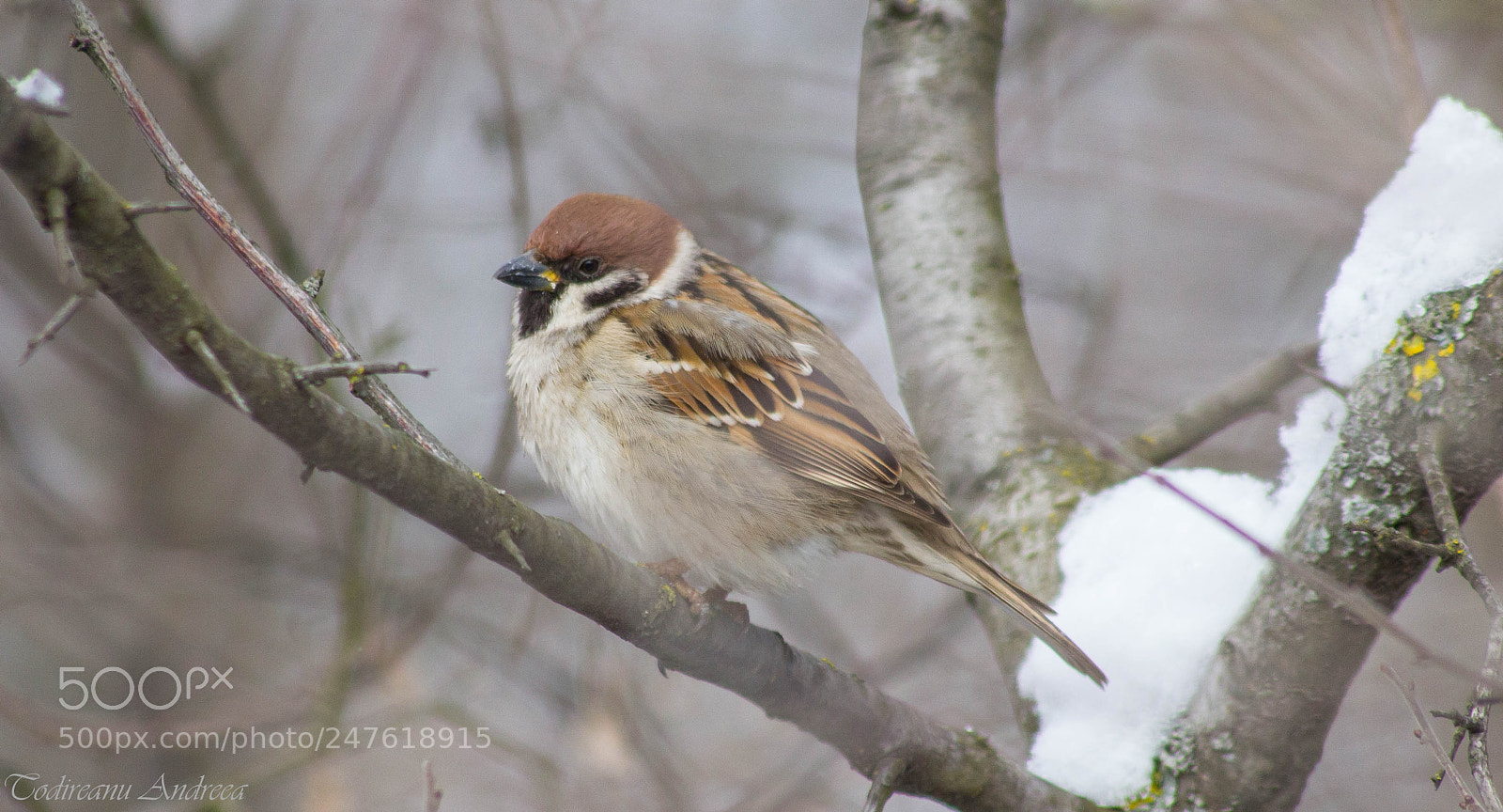 Canon EOS 600D (Rebel EOS T3i / EOS Kiss X5) sample photo. Sparrow photography