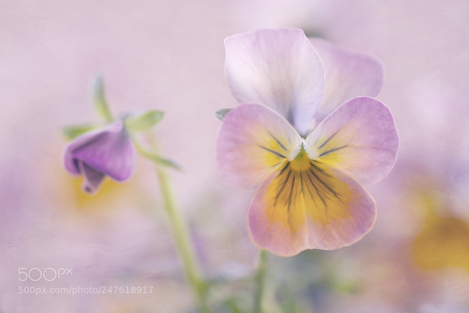 Nikon D7100 sample photo. Violets photography