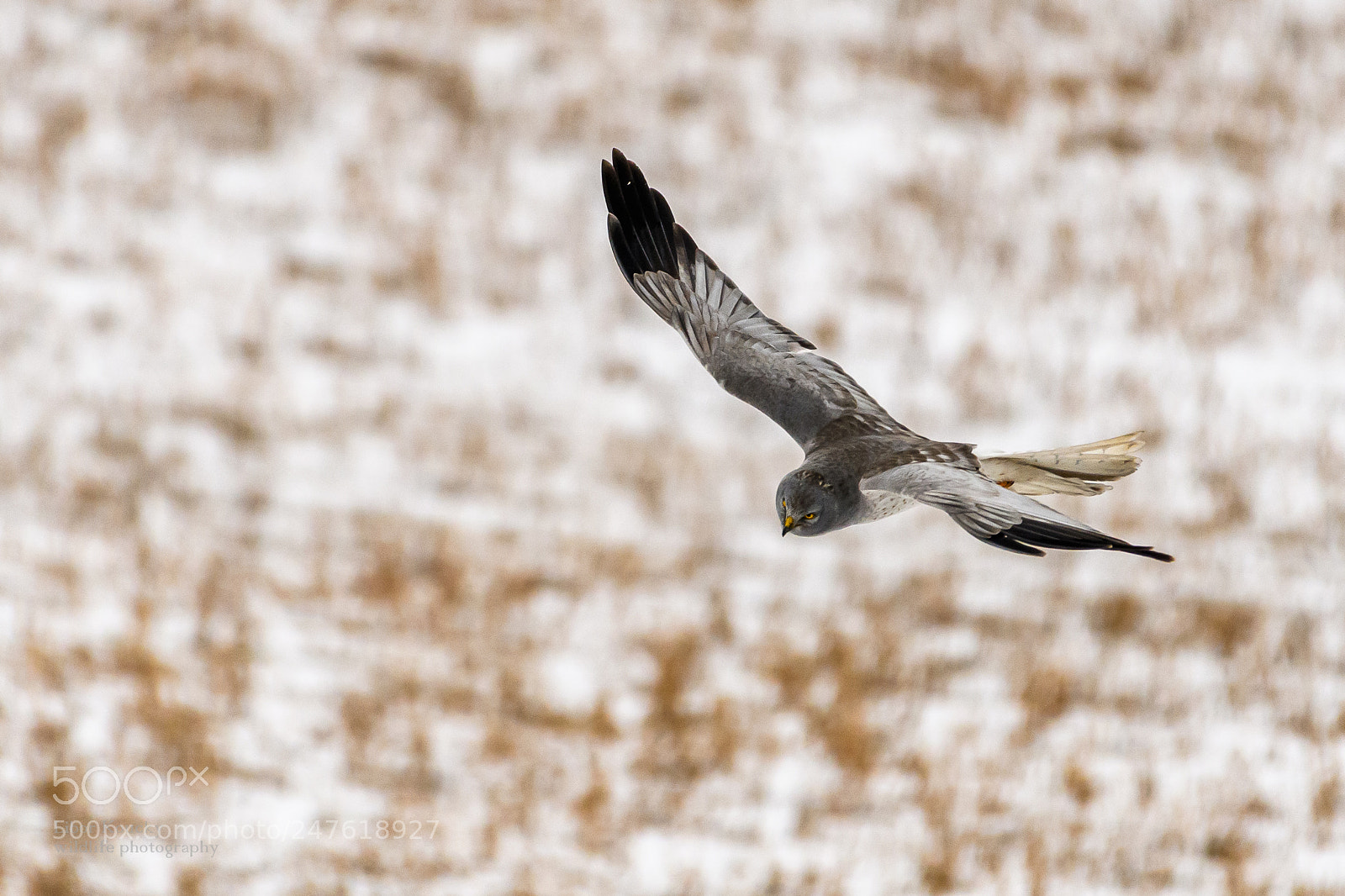 Nikon D500 sample photo. Hen harier (circus cyaneus) photography