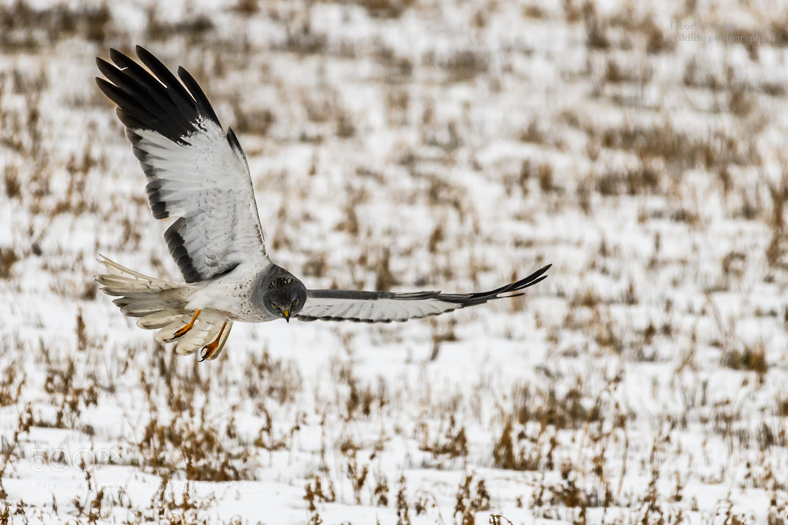 Nikon D500 sample photo. Hen harier (circus cyaneus) photography