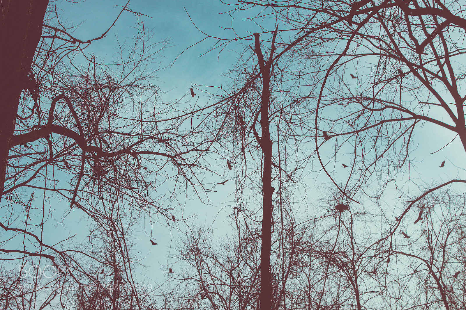 Canon EOS 650D (EOS Rebel T4i / EOS Kiss X6i) sample photo. Swamp photography
