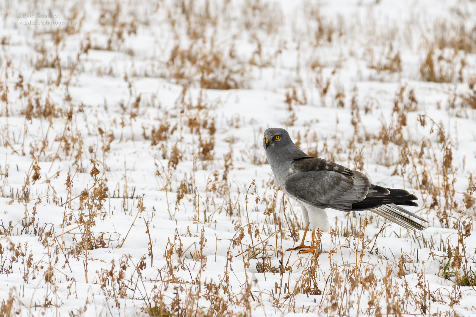 Nikon D500 sample photo. Hen harier (circus cyaneus) photography