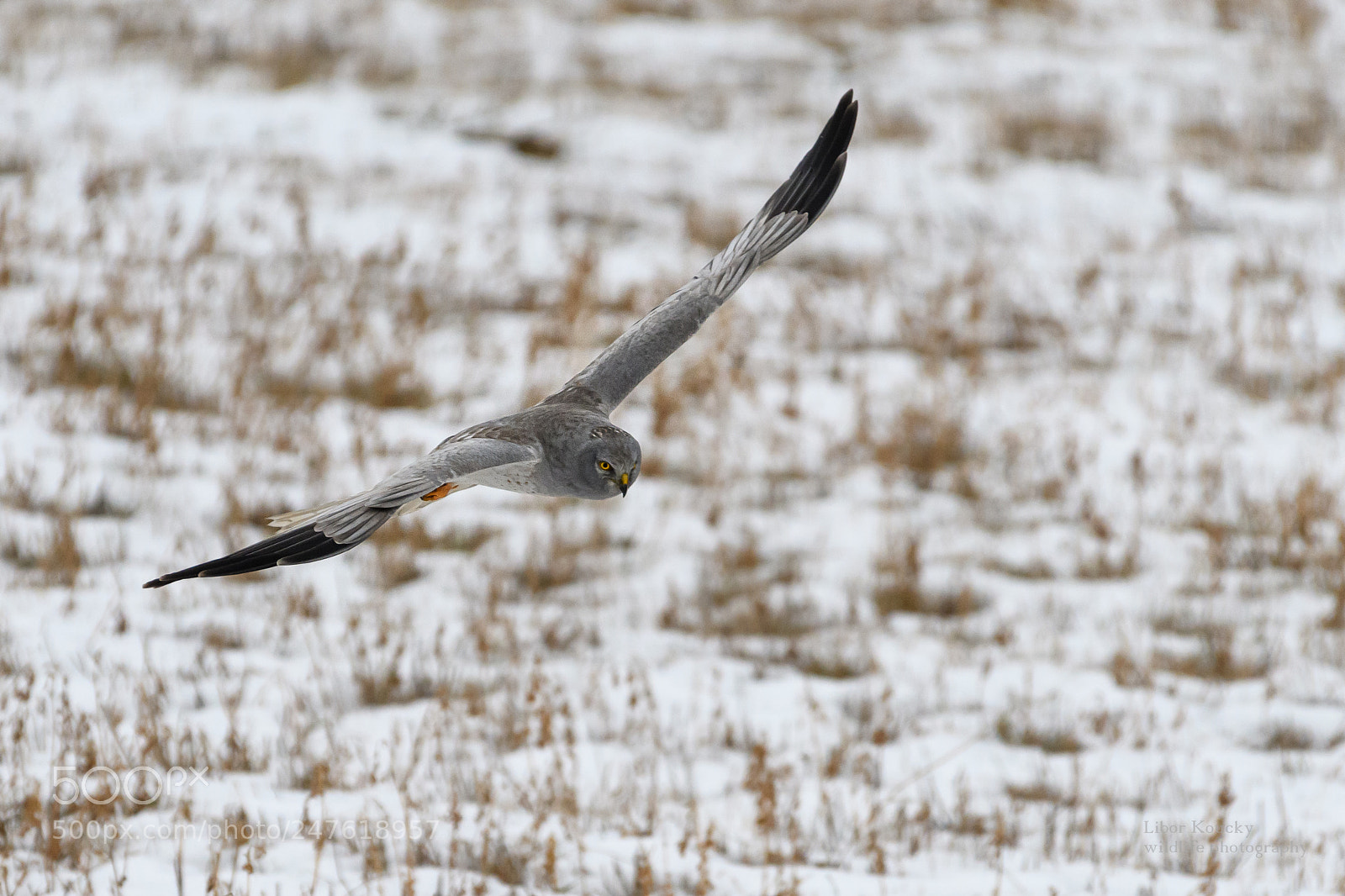 Nikon D500 sample photo. Hen harier (circus cyaneus) photography