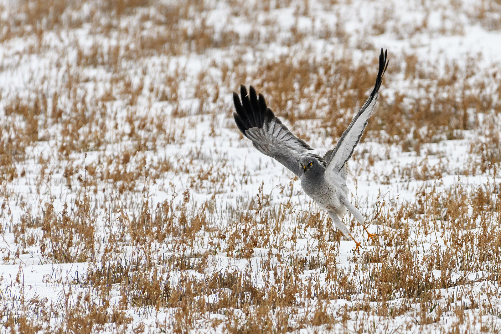 Nikon D500 sample photo. Hen harier (circus cyaneus) photography