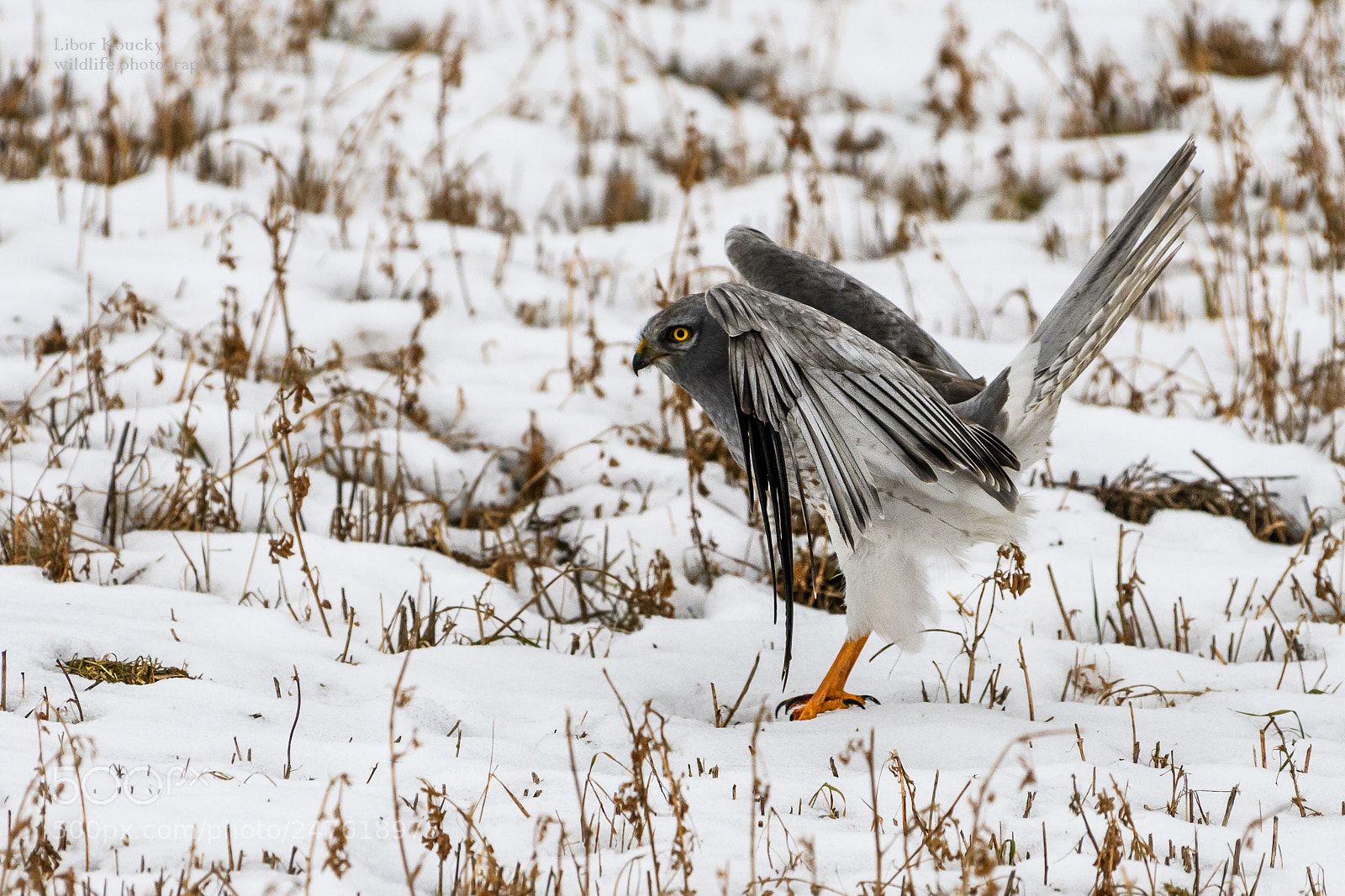 Nikon D500 sample photo. Hen harier (circus cyaneus) photography