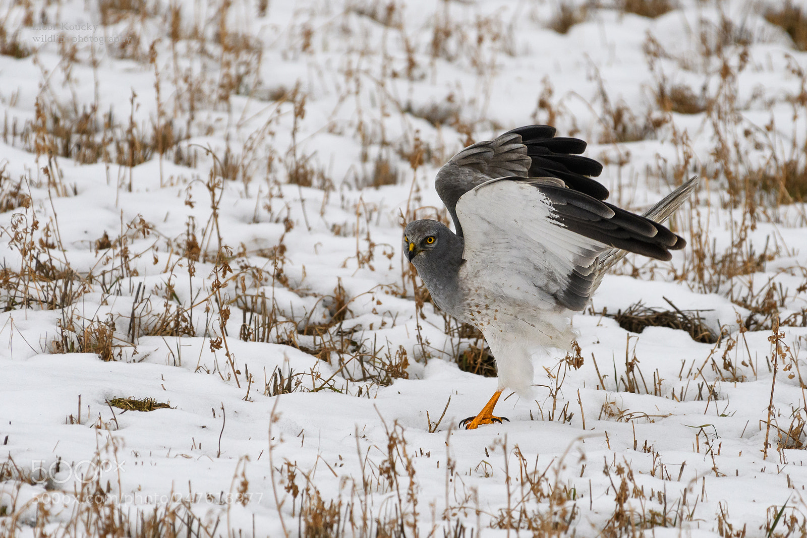 Nikon D500 sample photo. Hen harier (circus cyaneus) photography