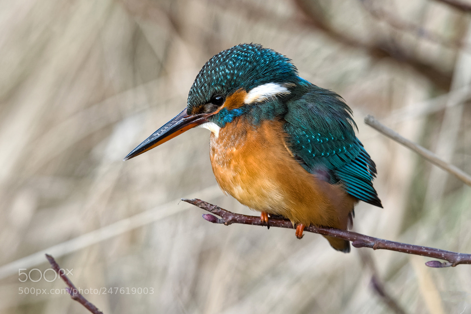 Nikon D500 sample photo. Kingfisher photography