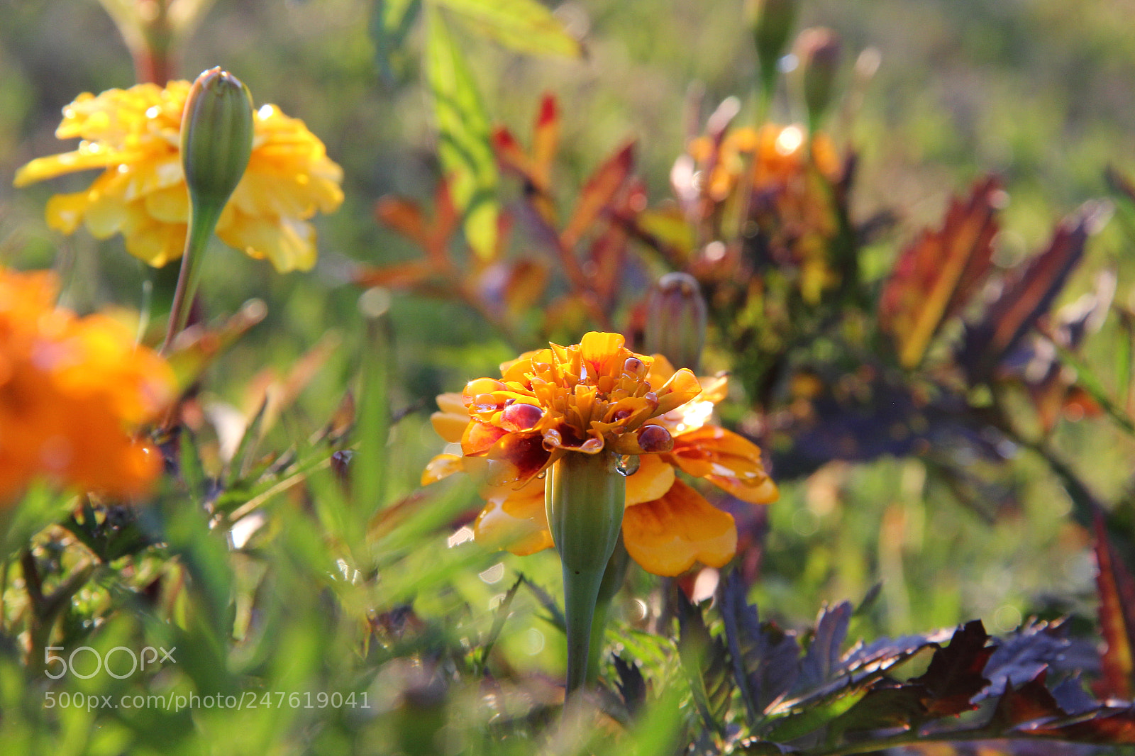 Canon EF-S 18-135mm F3.5-5.6 IS sample photo. Img photography