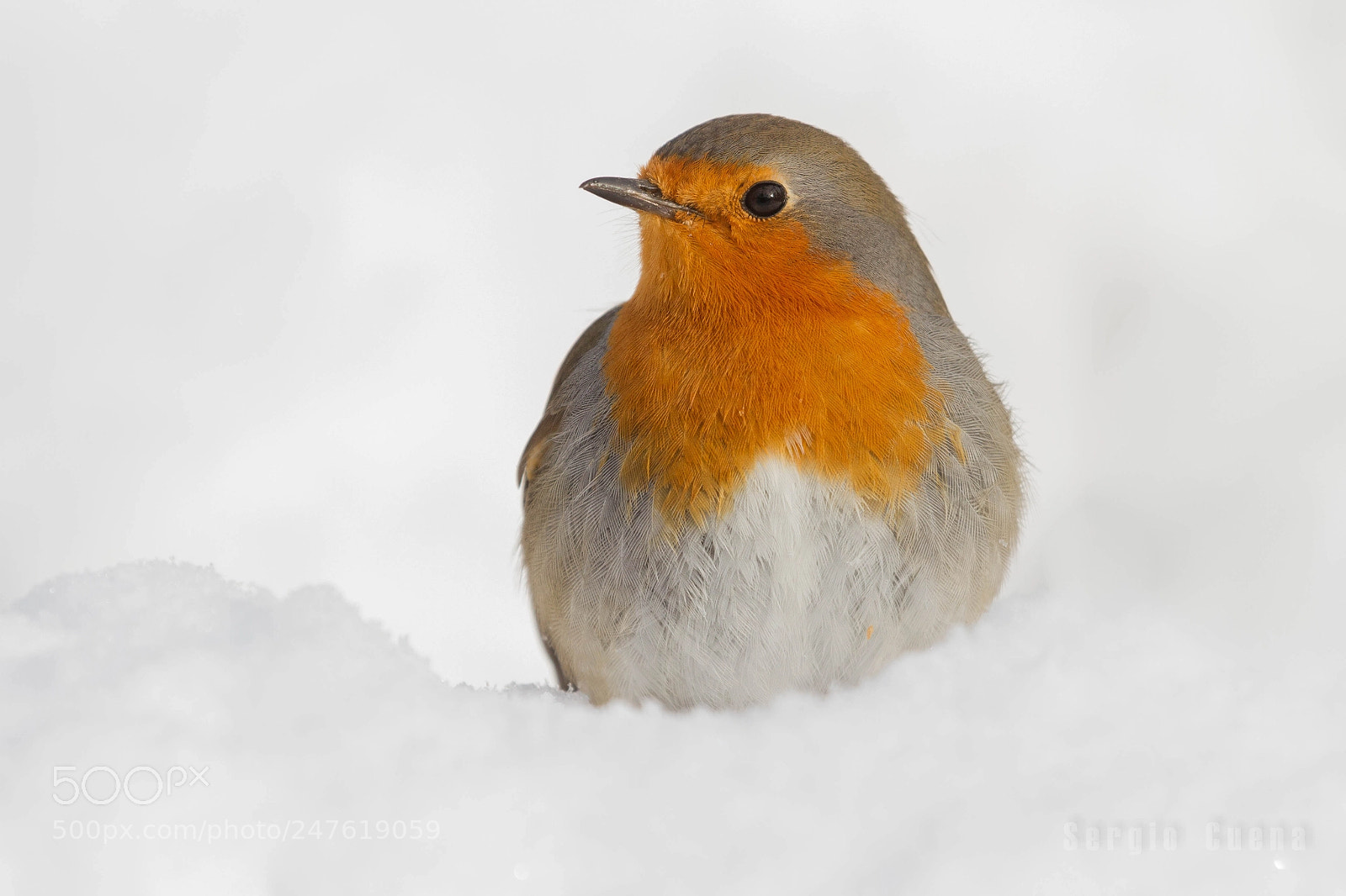 Canon EOS 7D sample photo. Robin in the snow photography