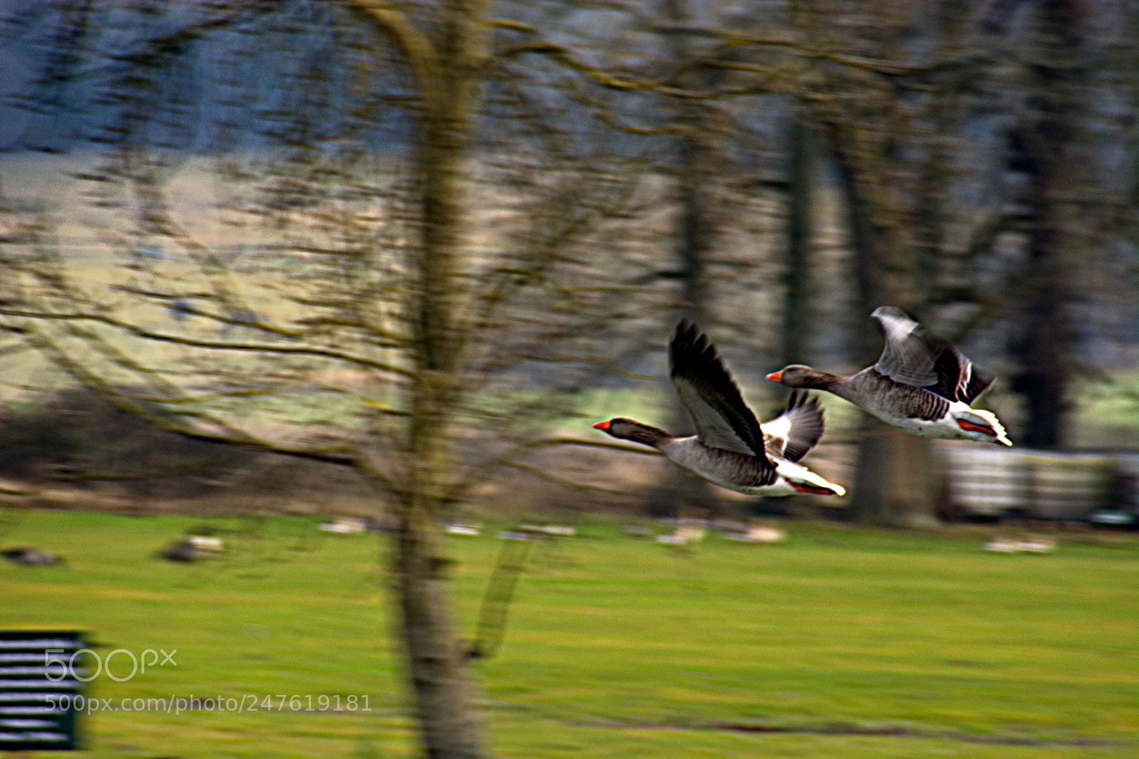Nikon D7100 sample photo. Geese photography