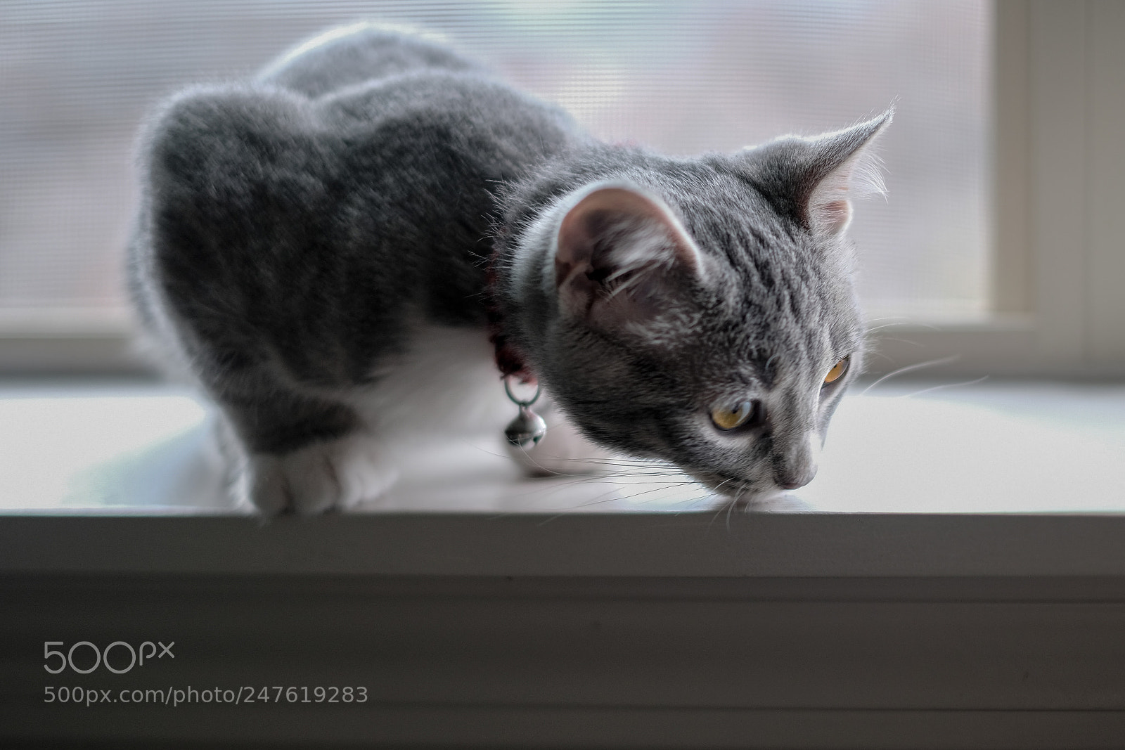 Fujifilm X-T20 sample photo. Hunt photography