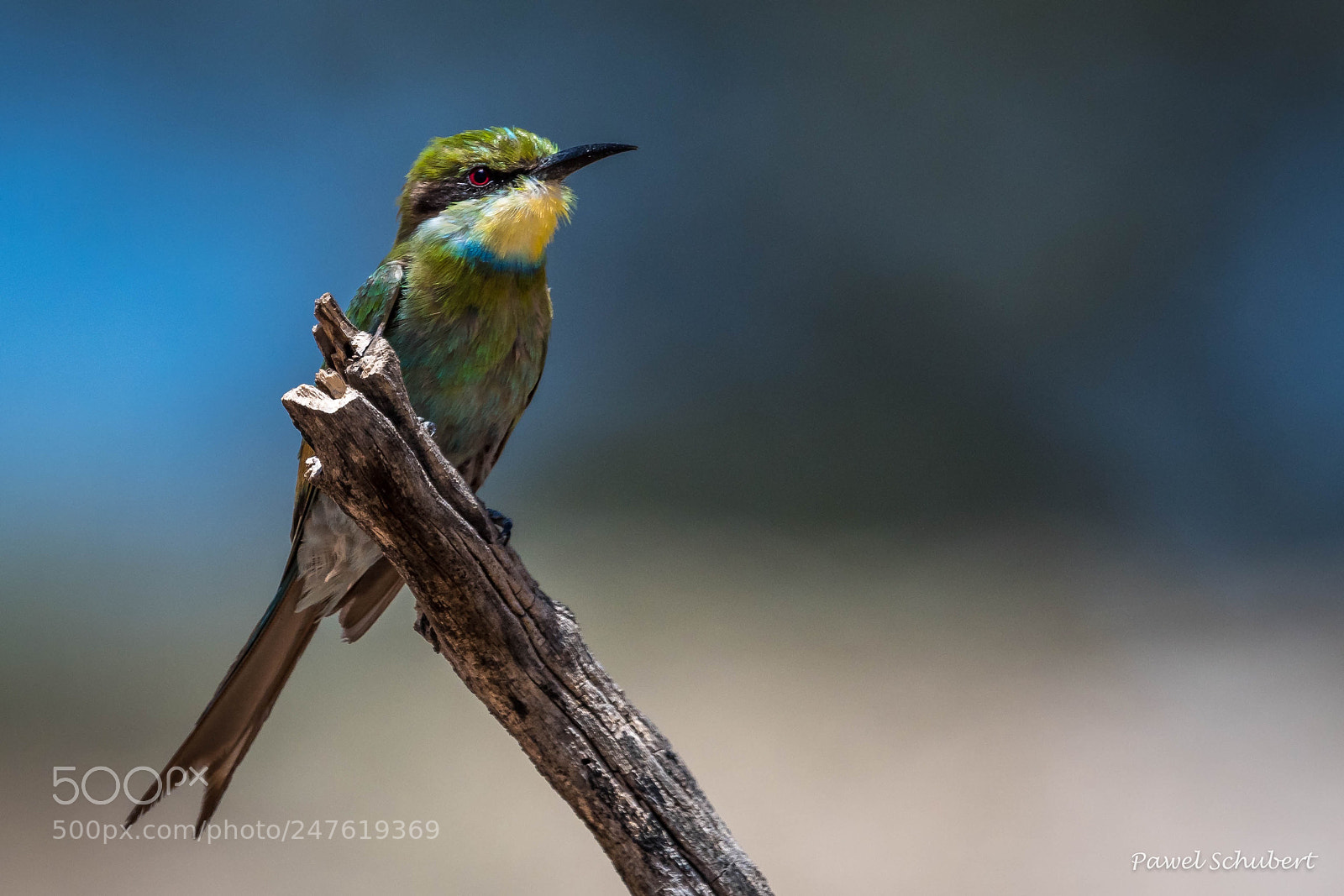 Nikon D500 sample photo. Swallow tailed bee eater photography