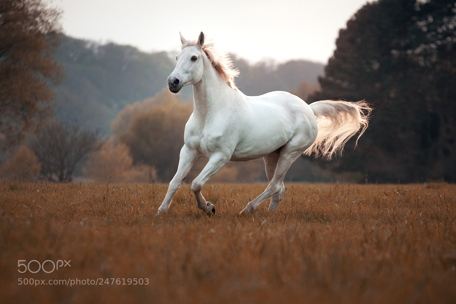 Canon EOS 7D Mark II sample photo. Running free photography