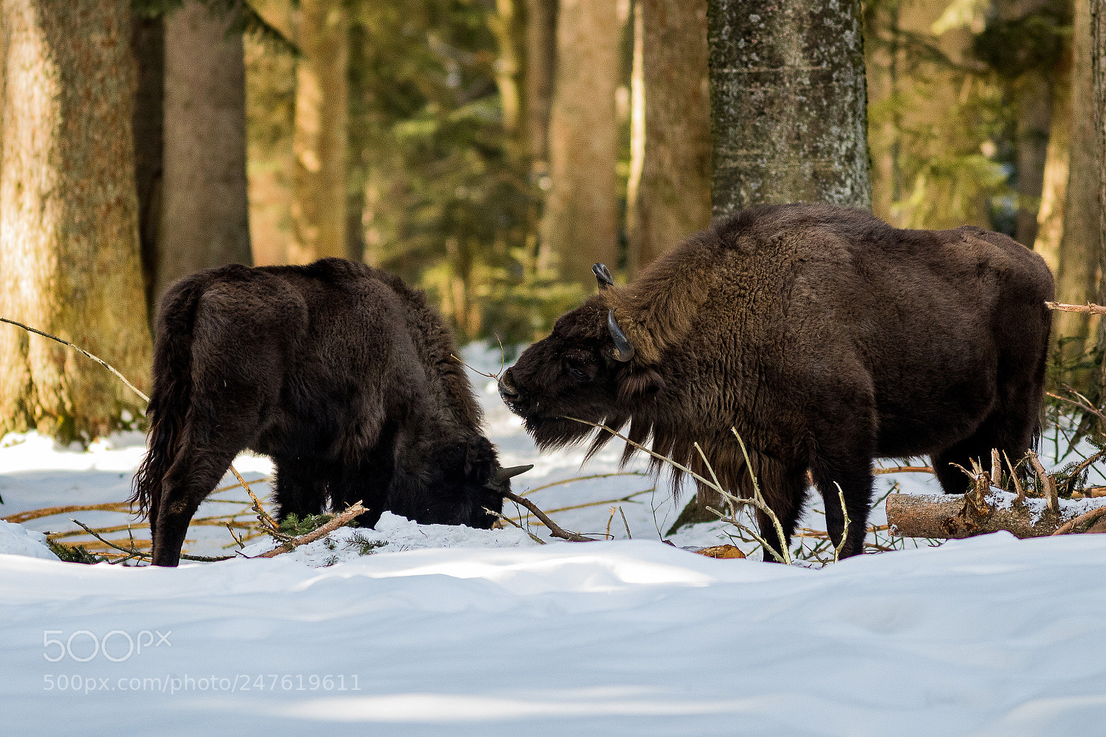 Canon EOS 7D Mark II sample photo. Wisent photography