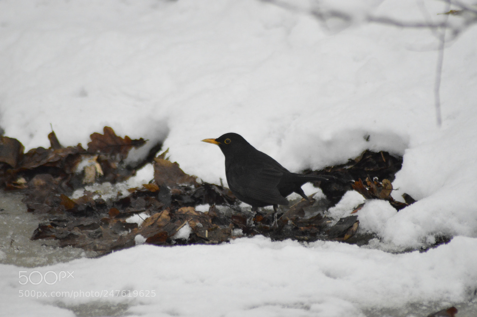 Nikon D3200 sample photo. Blackbird in the snow photography