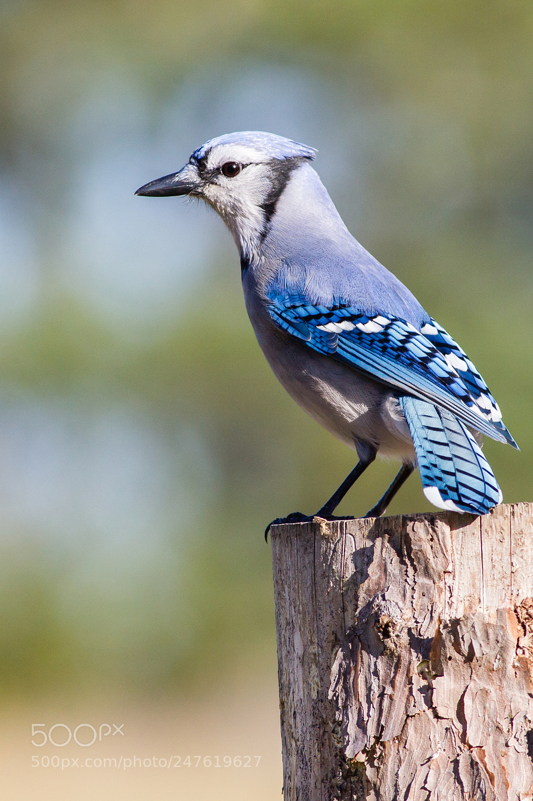 Canon EOS-1D Mark IV sample photo. Blue jay photography