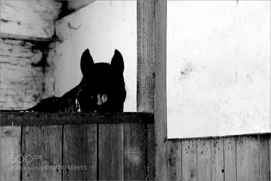 Nikon D610 sample photo. * photography