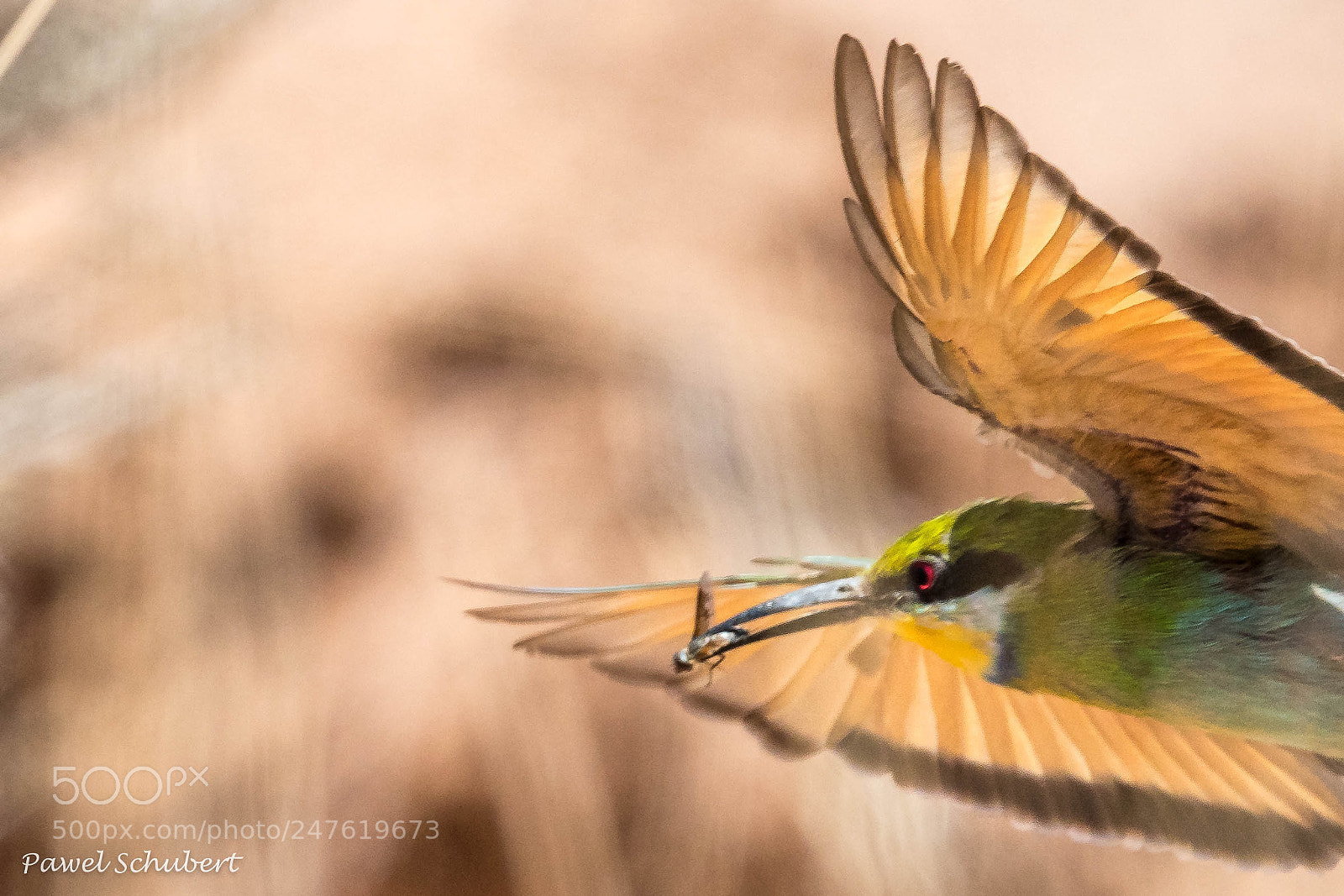 Nikon D500 sample photo. Swallow tailed bee eater photography