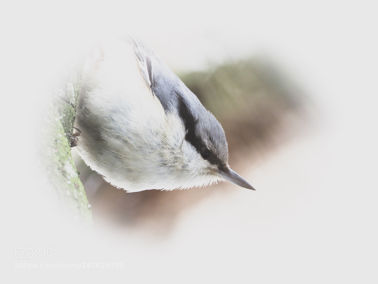 Olympus OM-D E-M1 Mark II sample photo. Nuthatch photography