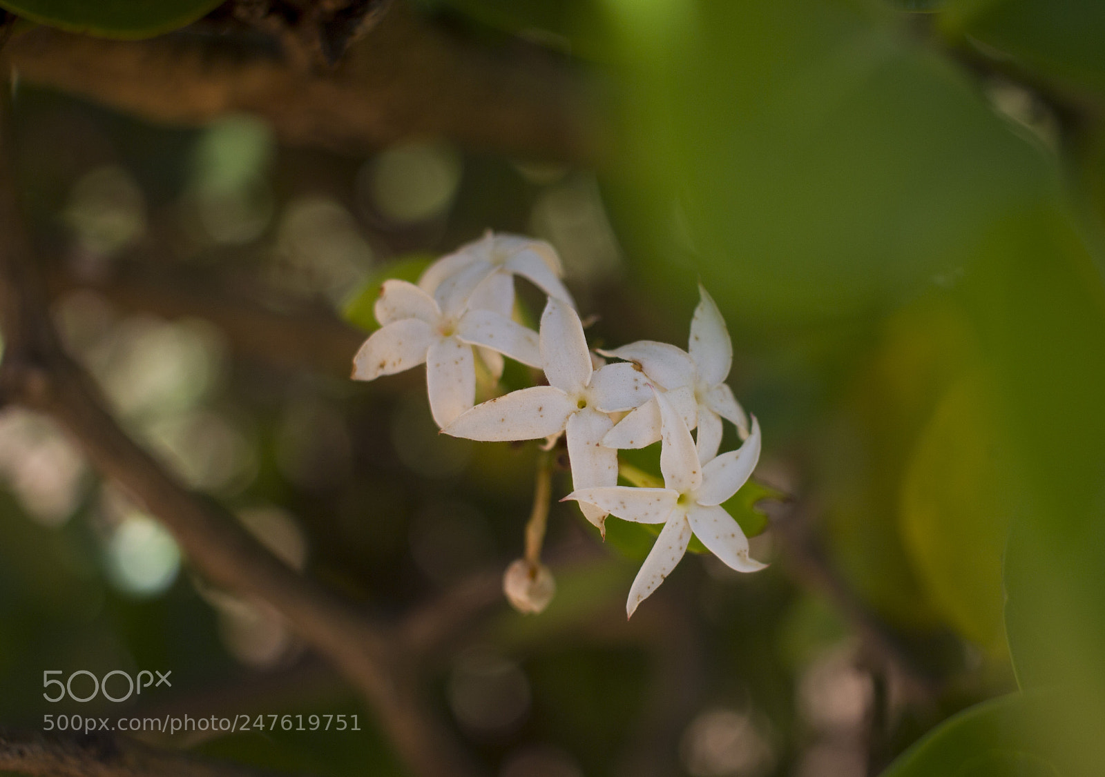Canon EOS 600D (Rebel EOS T3i / EOS Kiss X5) sample photo. Wild white flowers photography