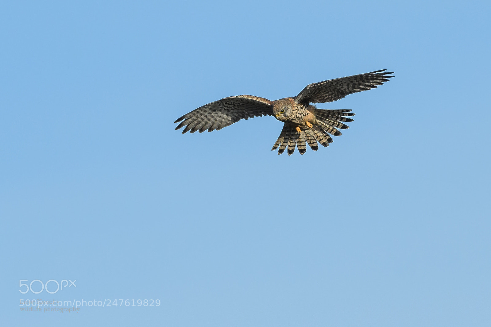 Nikon D500 sample photo. Kestrel (falco tinnunculus) photography