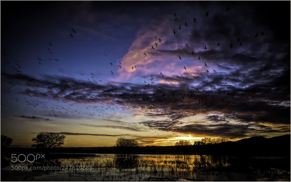Panasonic Lumix DMC-FZ200 sample photo. Sunset at bosque copy photography