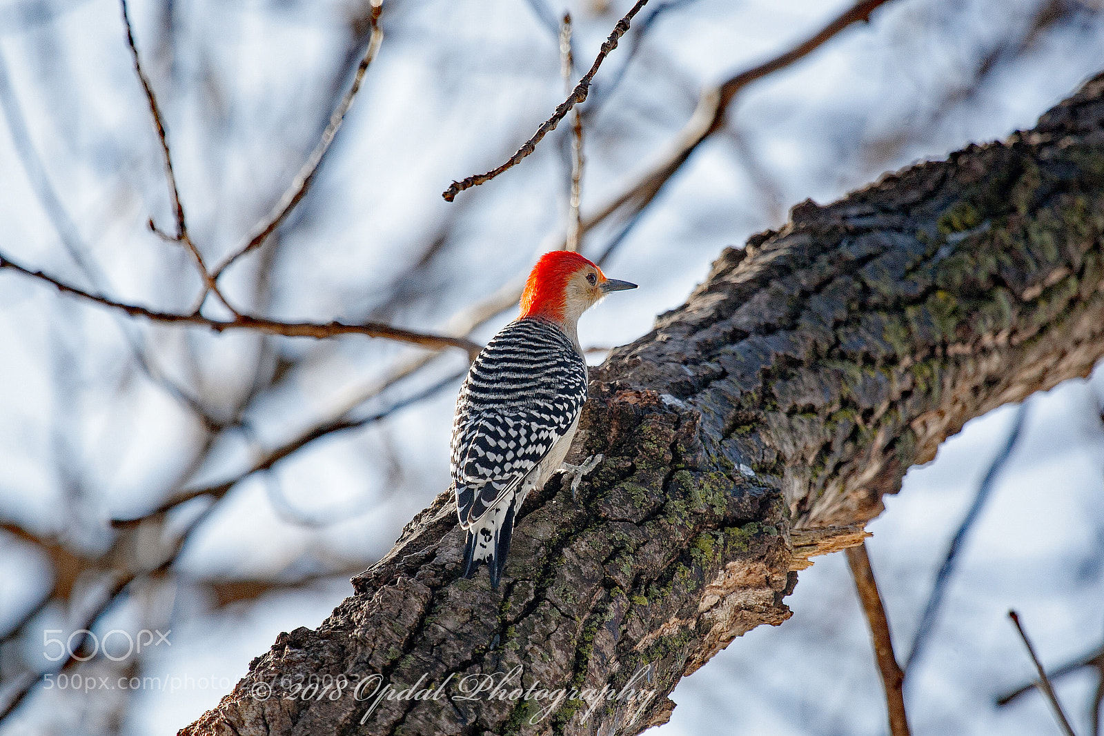 Canon EOS 5D sample photo. Red-bellied woodpecker photography