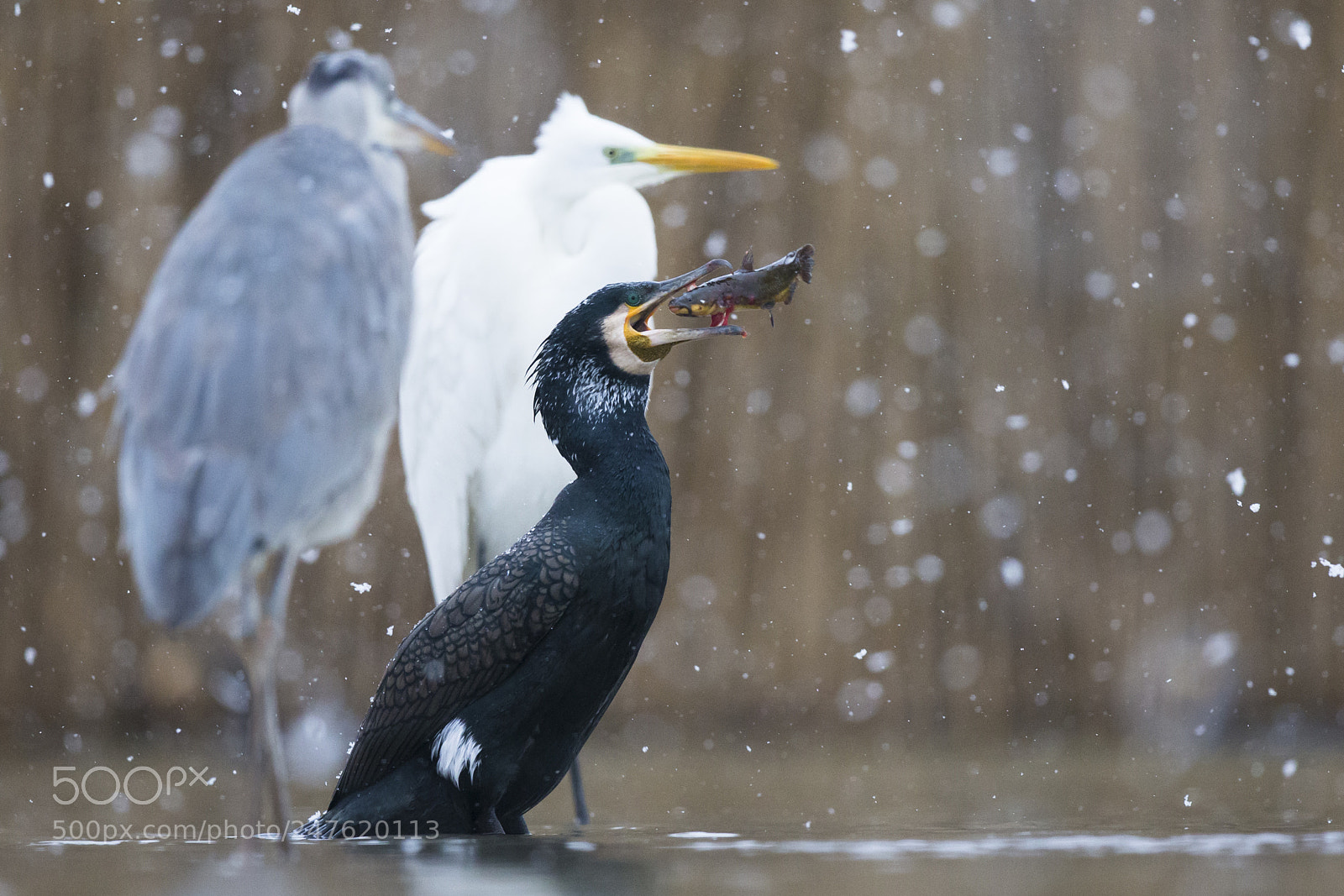 Canon EOS-1D X sample photo. Cormorant photography