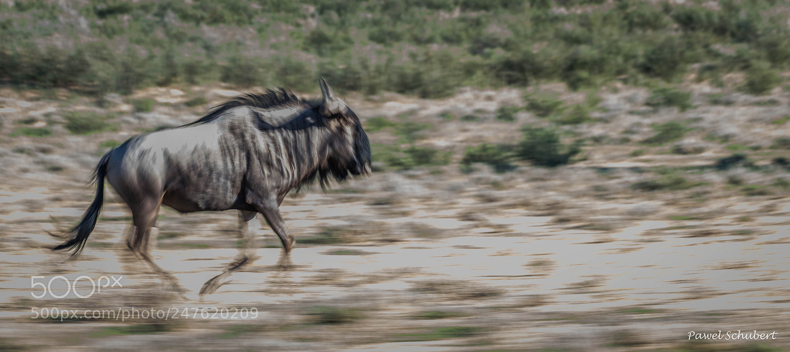 Nikon D850 sample photo. Wildebeest gallop photography