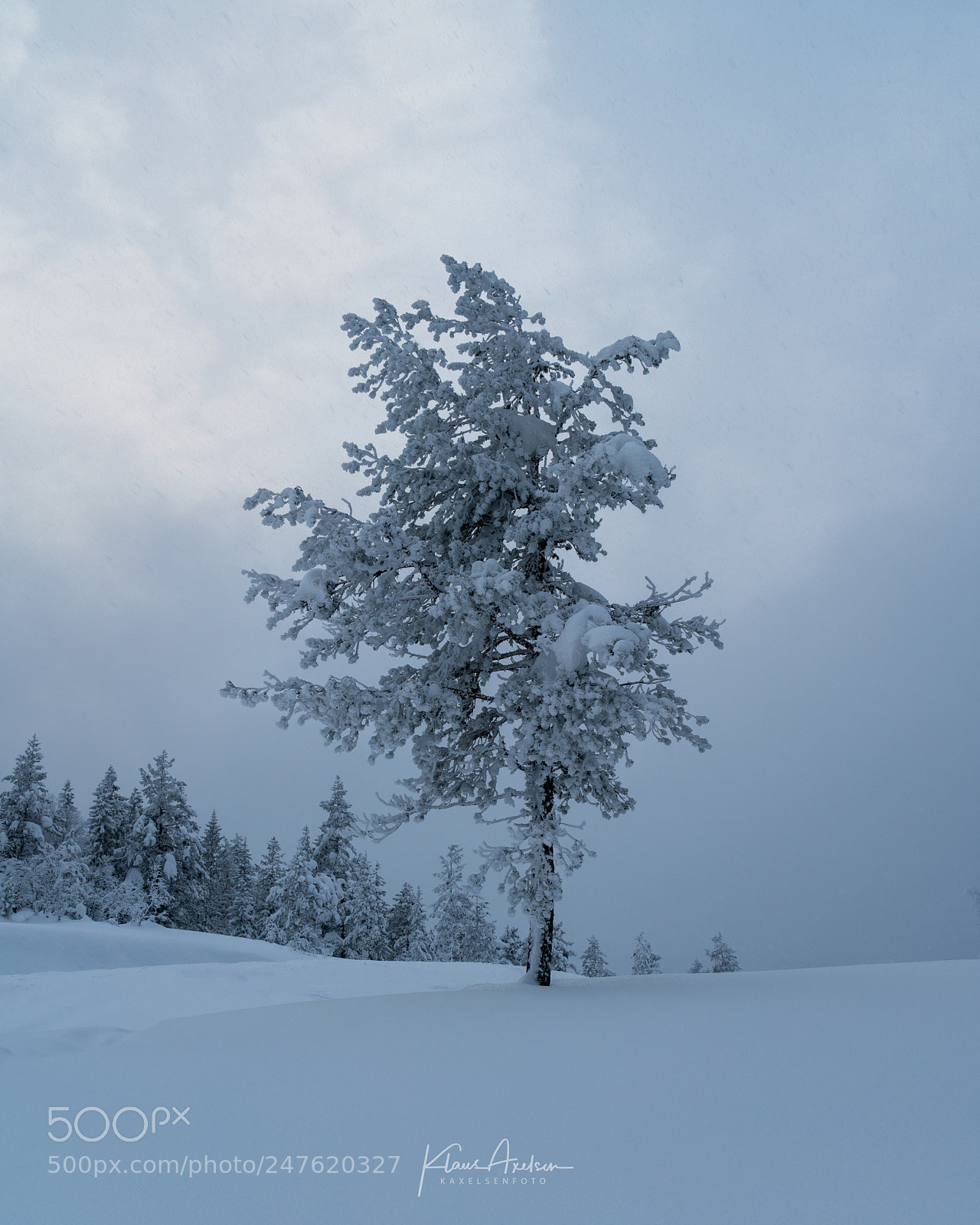 Sony a7R II sample photo. "frosty solitude" photography